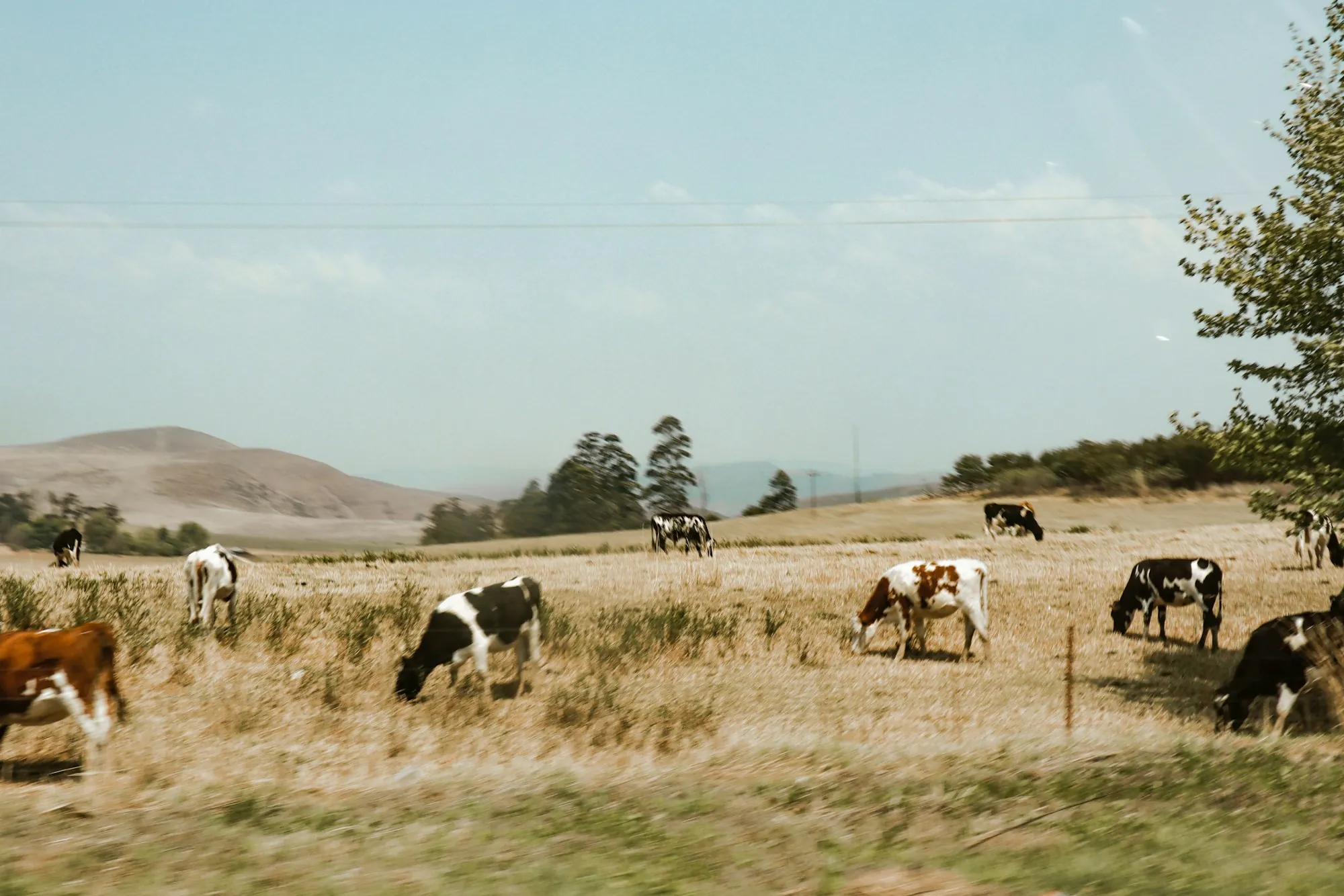 Dairy cows grazing on dry golden pasture